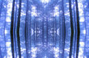 forest  reflection